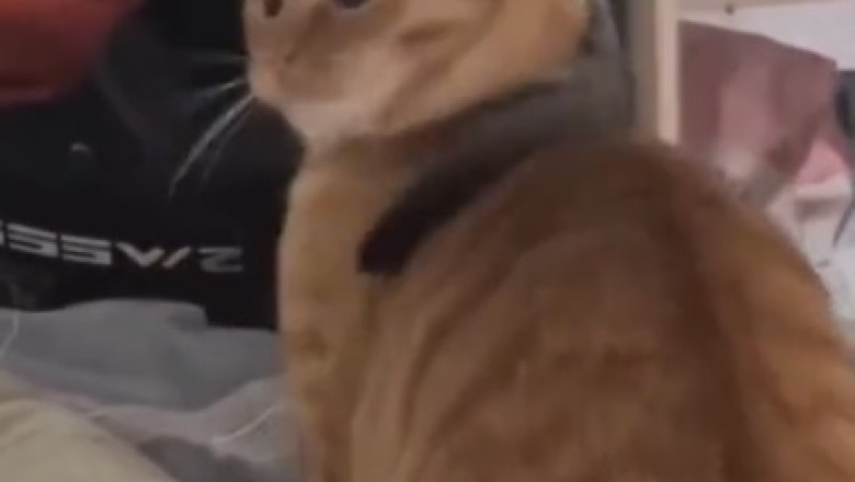 Reptilian Fashion: Feline Model Rocks the Latest Lizard Accessory Trend!