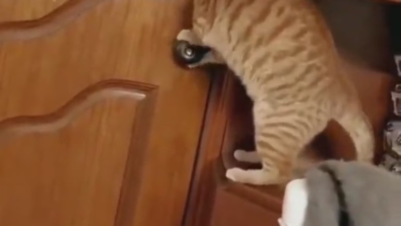 Smarty-Cat Alert! Watch This Clever Feline Outsmart a Door with Purr-fect Precision!