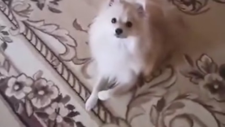 Talking Tail-Wagger: Watch this Hilarious Dog Give a Paw-some Statement in Sync with its Owner!