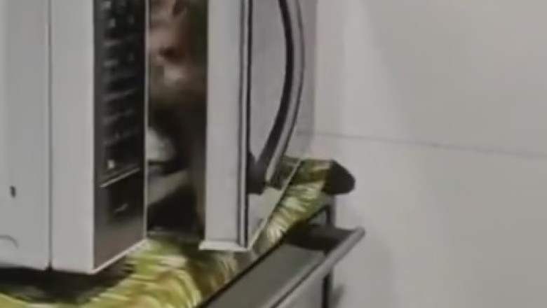 Too Hot to Handle: Cat's Hilarious Hide-and-Seek Fail in Electric Oven!
