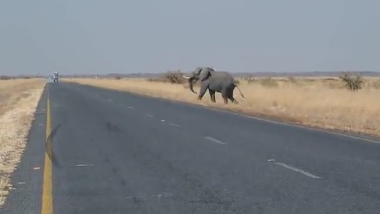 Trunk Traffic: When an Elephant Decides to Hit the Road!