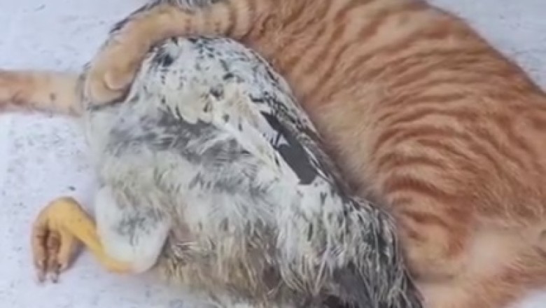 Unlikely Nap Buddies: Cat and Chicken Take the Coziest Snooze!
