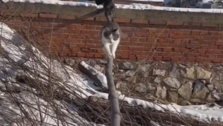 Cats Attempt the Most Impossible Challenge! Watch Their Hilarious Antics!