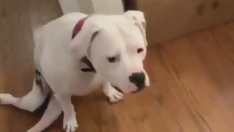 Heartbreakingly Beautiful: The Story of a Disabled Dog's Unwavering Spirit