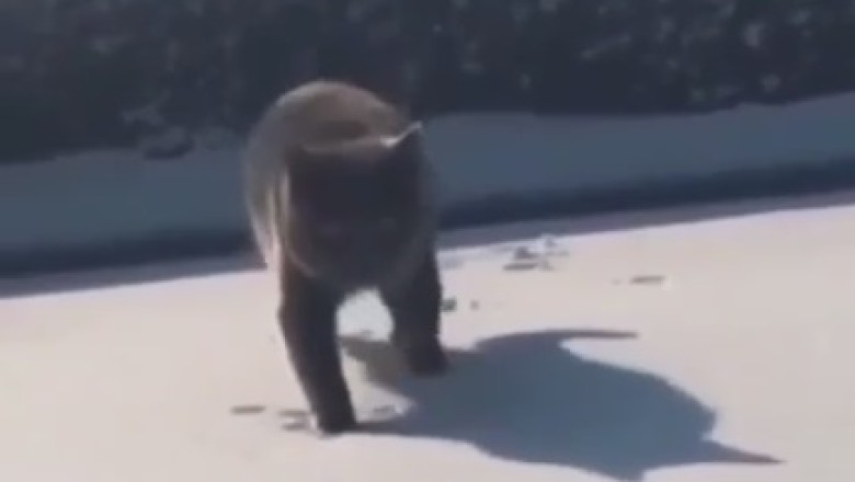 Hilarious Cat Antics Gone Viral!
