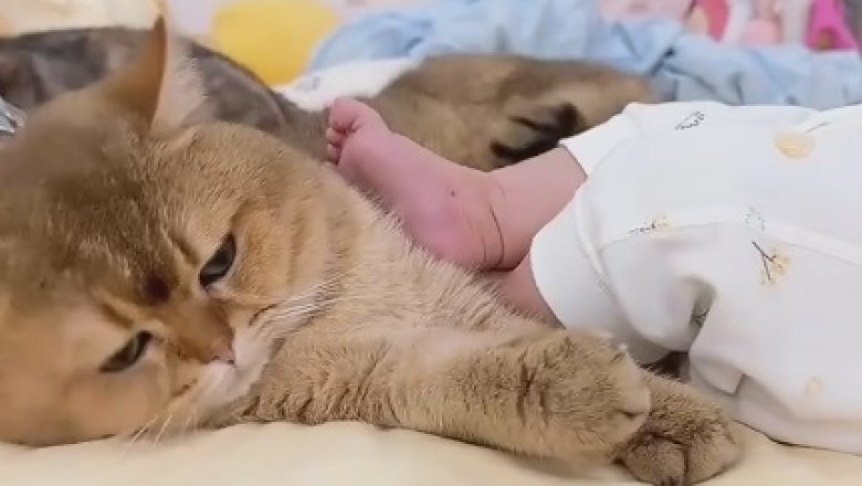 Hilarious Hijinks Ensue When Cat Meets Baby! Watch the Cuteness Unfold!