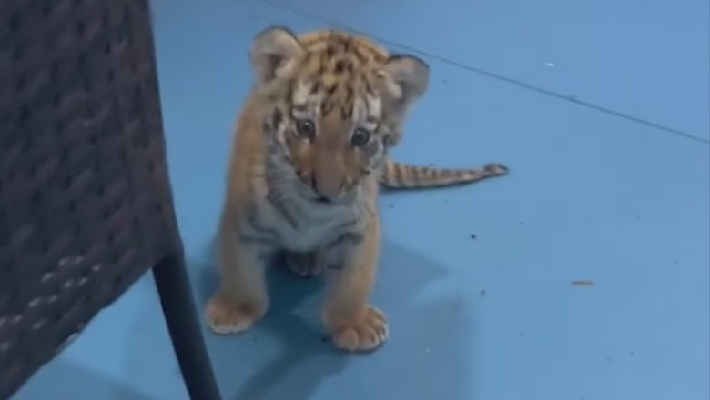 Tiny Tiger Takes on the World with its Camera Adventures!