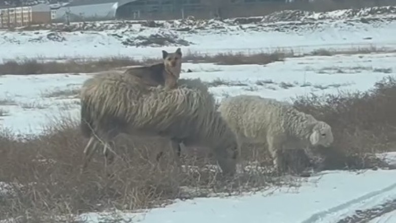 Unlikely BFFs: Hilarious Video of Dog Riding on Ewe's Back Goes Viral!