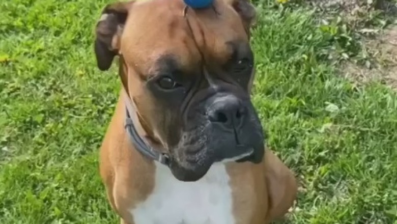 Unlikely Duo: Dog and Bird Take Internet by Storm!