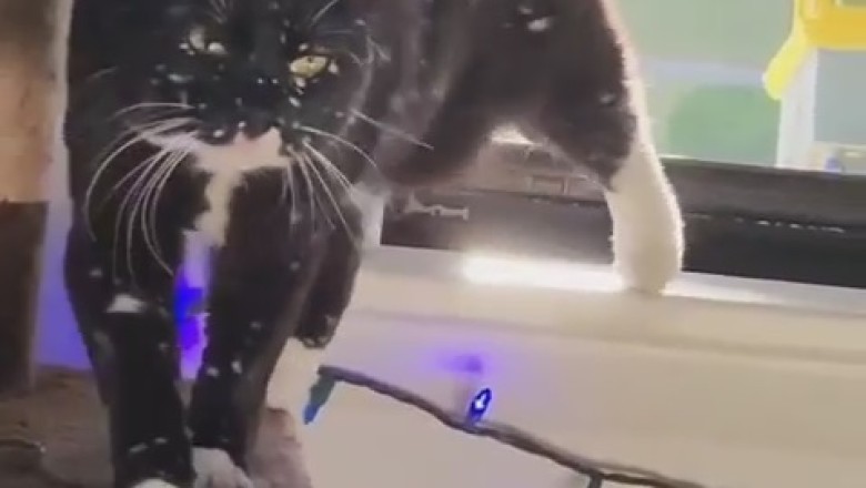 Snow Day Shenanigans with a Playful Cat!