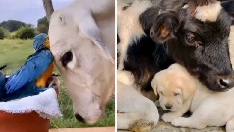 A Heartwarming Display of Love and Friendship Between Animals of Different Species