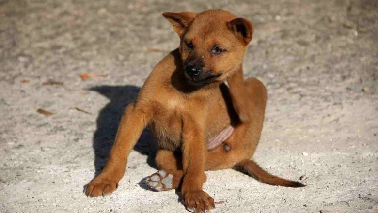 Dispelling Myths and Unveiling Truths About Pet Pests: A Comprehensive Guide