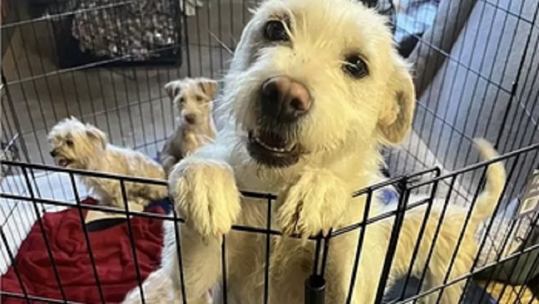 Priceless Reunion: Mother Dog Reunites with Puppies After Devastating Fire
