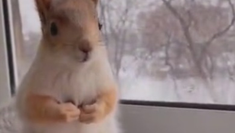 Squirrel Shenanigans: The Glamorous Life of a Fabulous Fluffy Tail!