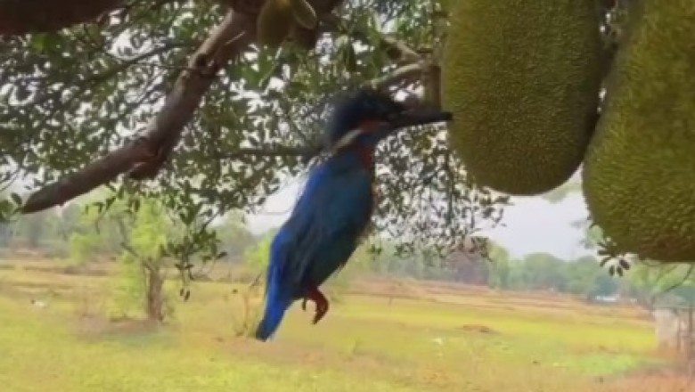 Avocado Smash: Woodpecker Takes 'Tapas' to a Whole New Level!