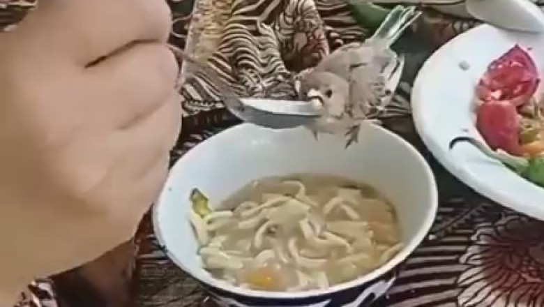 Beak Buffet: Watch in Awe as this Bird Masters Fine Dining with a Spoon!