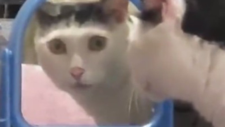 Cat-tastic Comedy: The Ultimate Feline Funnies!