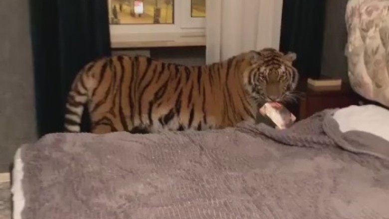 Feline Fun: When a Tiger Roams Where It Doesn't Belong!