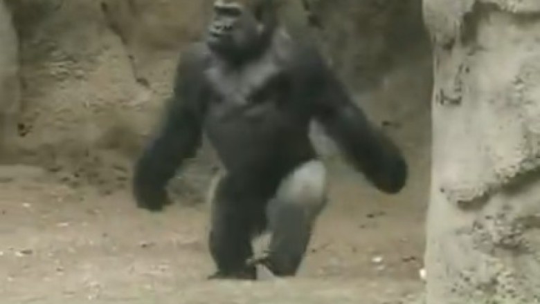 Hilarious Prank: Gorilla Goes Bananas in Zoo