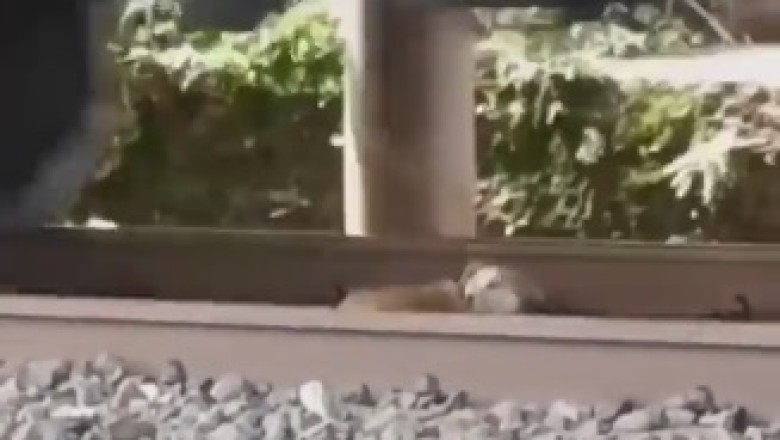 Incredible! Dog Survives Train Passing While Sleeping on Tracks