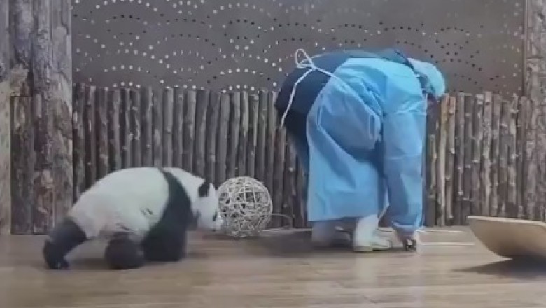 Pandamonium Unleashed: Hilarious Hijinks of a Panda on the Job!