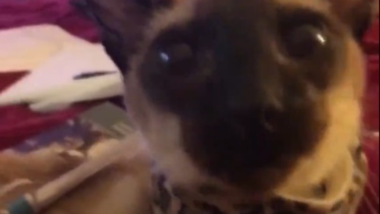 Purr-fectly Paw-some: The Ultimate Compilation of Hilarious Cat Shenanigans!