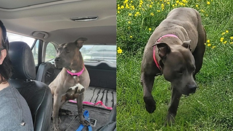 Heartwarming Tale of a $20 Dog Adoption that Turned into a Life-Changing Surprise