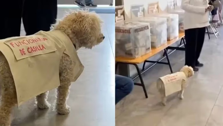 Heartwarming Tale of Polling Station Pup Goes Viral as "Guardian of Democracy"