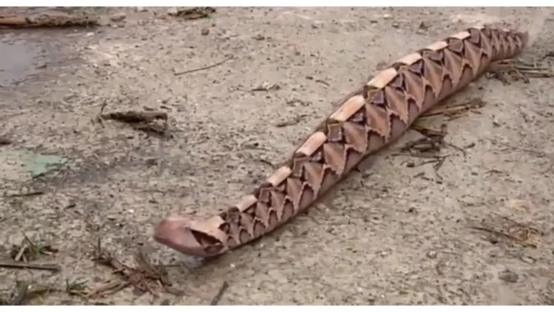 Unraveling the Mysteries of the Gaboon Viper's Unique Movement Style!