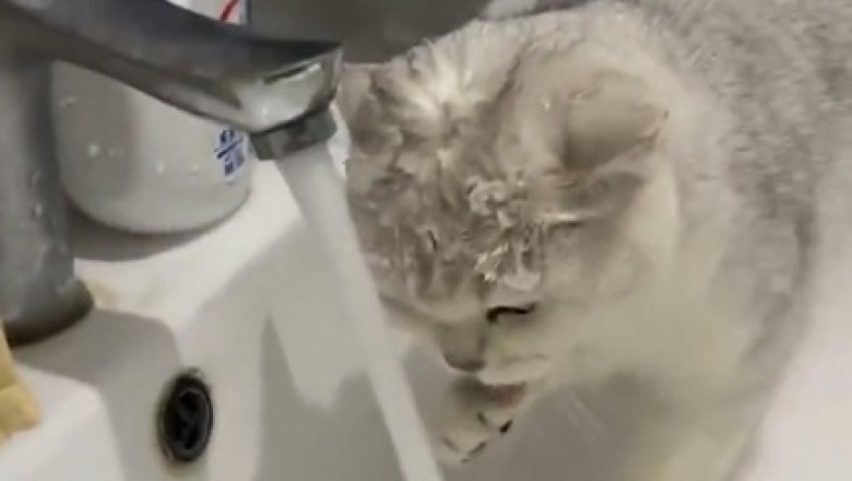 Cat vs. Tap: The Epic Showdown of Speed and Agility!