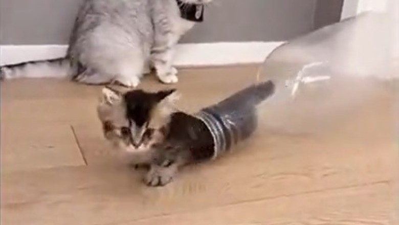 Meow-tastic Adventures: Hilarious Cats Take on the World in this Viral Video!