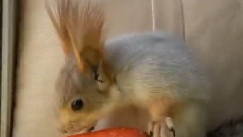 Nutty Eats! Hilarious Video of Squirrel Devouring Carrot Goes Viral!