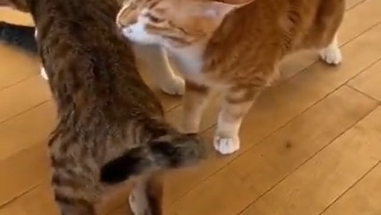 Purr-fect Pyramid! Watch This Adorable Video of a Tri-ing Cat Mastering the Pyramid Pose!
