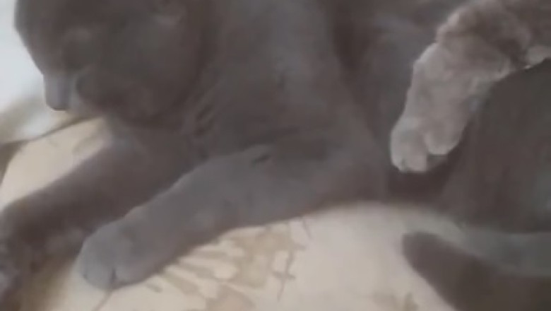Purr-fectly Adorable: This Lovely Cat Will Melt Your Heart in Seconds!