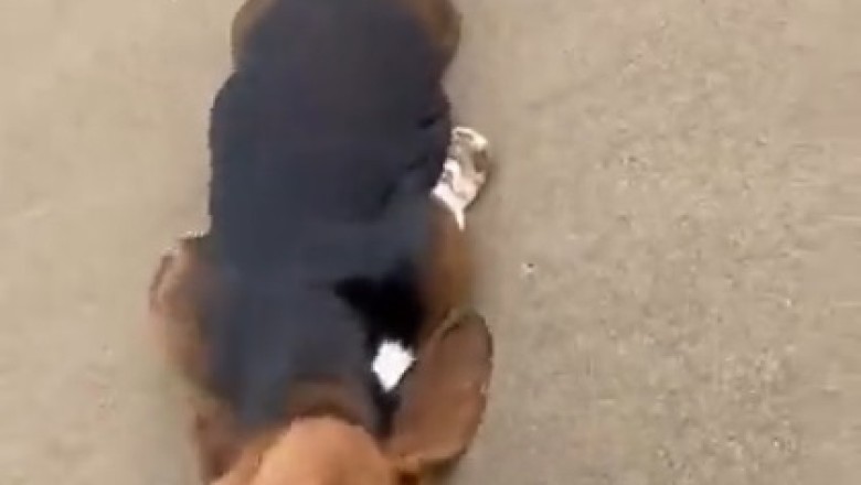 Sand-sational Shenanigans: Watch This Hilarious Video of a Dog on a Sandy Adventure!
