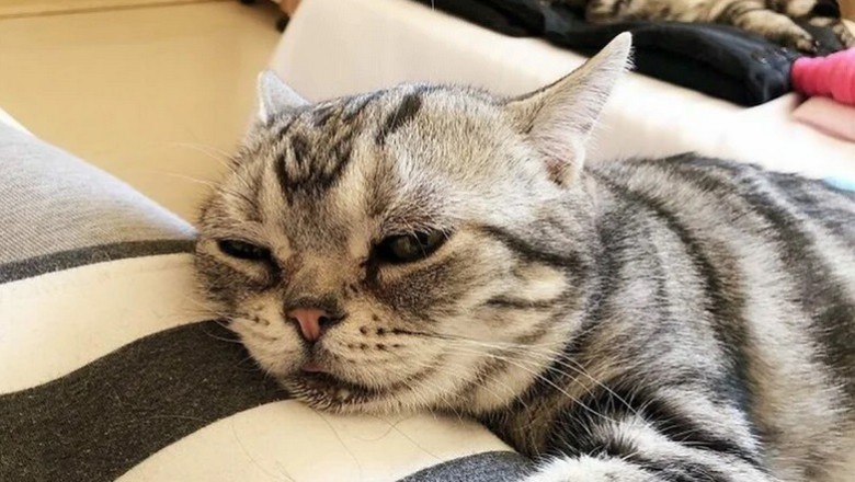Meet Luhu, the Cat with the Perpetually Sad Face Inspiring Millions Around the World