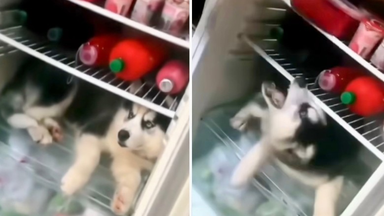 Comedy and Canine Charm: Hilarious Husky Takes Over Fridge and Helps Owner with Diet, Delighting Internet