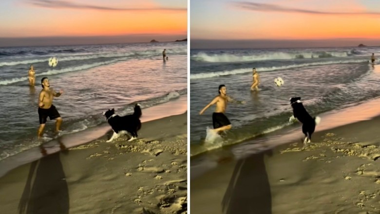Fur-tastic Footvolley Sensation: Meet Floki, the Brazilian Border Collie Winning Hearts Online