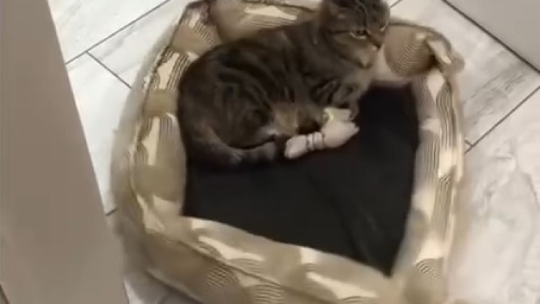 Hilarious Showdown: Tiny Dog vs Stubborn Cat!