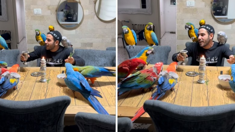 Melodic Harmony: Man's Serenade Charms Macaws, Parakeets, and Parrots, Captures Hearts Online
