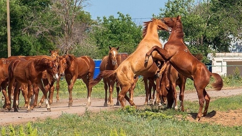 Reflecting on the Intense Dynamics of Horse Herds: A Tale of Struggle and Triumph