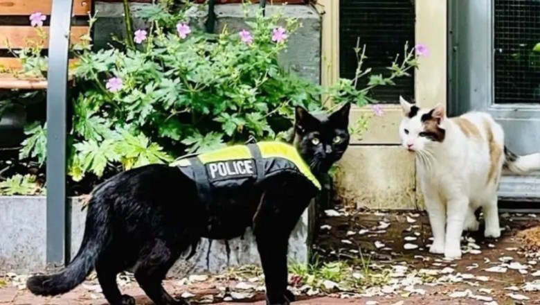 Meet Nimis, Amsterdam's Adorable Police Cat Taking TikTok by Storm!