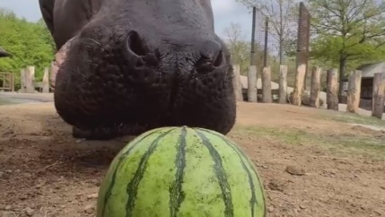 Epic Showdown: Hippo vs. Watermelon in a Hilarious Battle for Snack Supremacy!