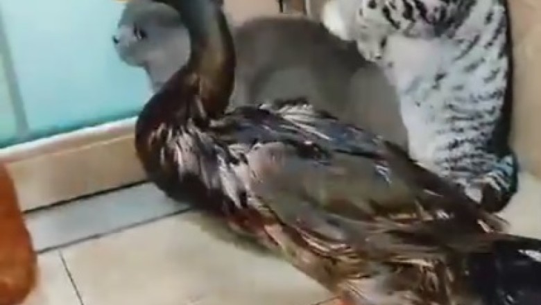 Feathered Frenzy: Cats vs. Goose - The Unlikely Feathery Showdown!