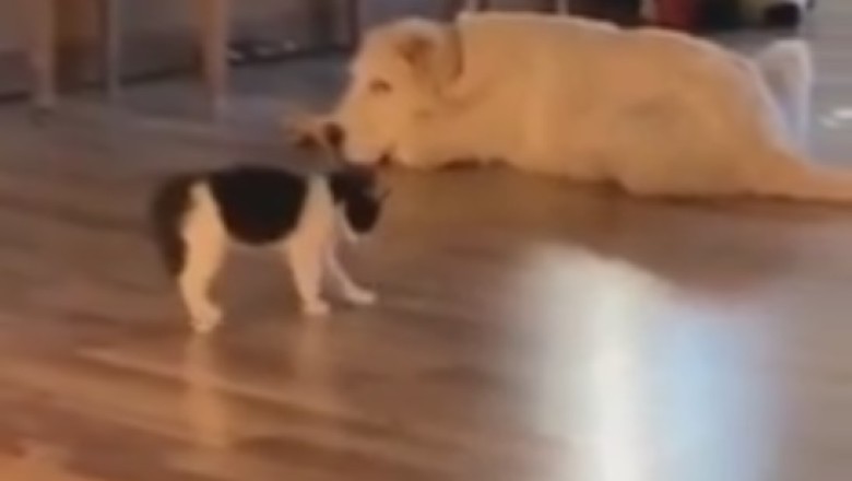 Feline Feistiness Unleashed: Cat vs. Dog Showdown in the Ultimate Pet Challenge!