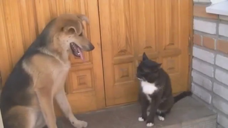 Fur-tastic Duo: Dog and Cat Comedy Showdown Brings the House Down!