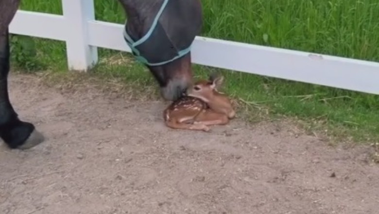 Heartwarming Encounter: Gentle Horse Shows Affection to Tiny Gazelle in Unforgettable Moment!