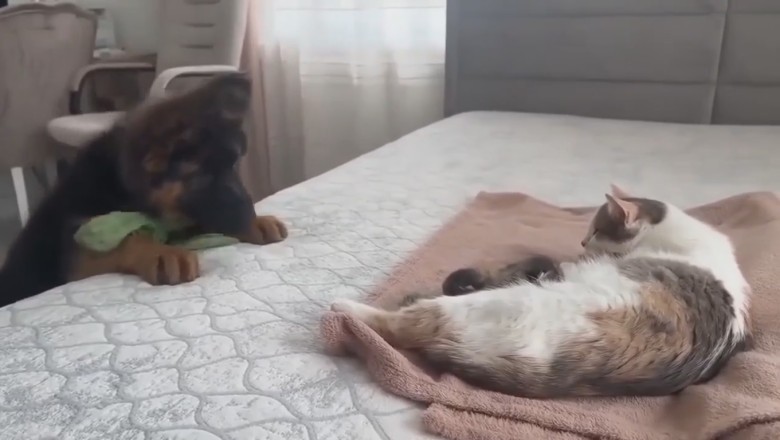 Heartwarming Surprise: Tiny Dog Visits New Mom Cat and Her Adorable Kittens for a Paw-some Blessing!