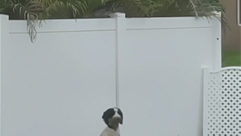 Hilarious Hounds' Secret Entrance: Dogs Mastermind a Hole-in-the-Wall Break-in!