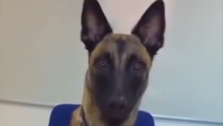 Hilarious Taste Test: Dog Judges Owner's Cooking Skills with Epic Food Bowl Review!